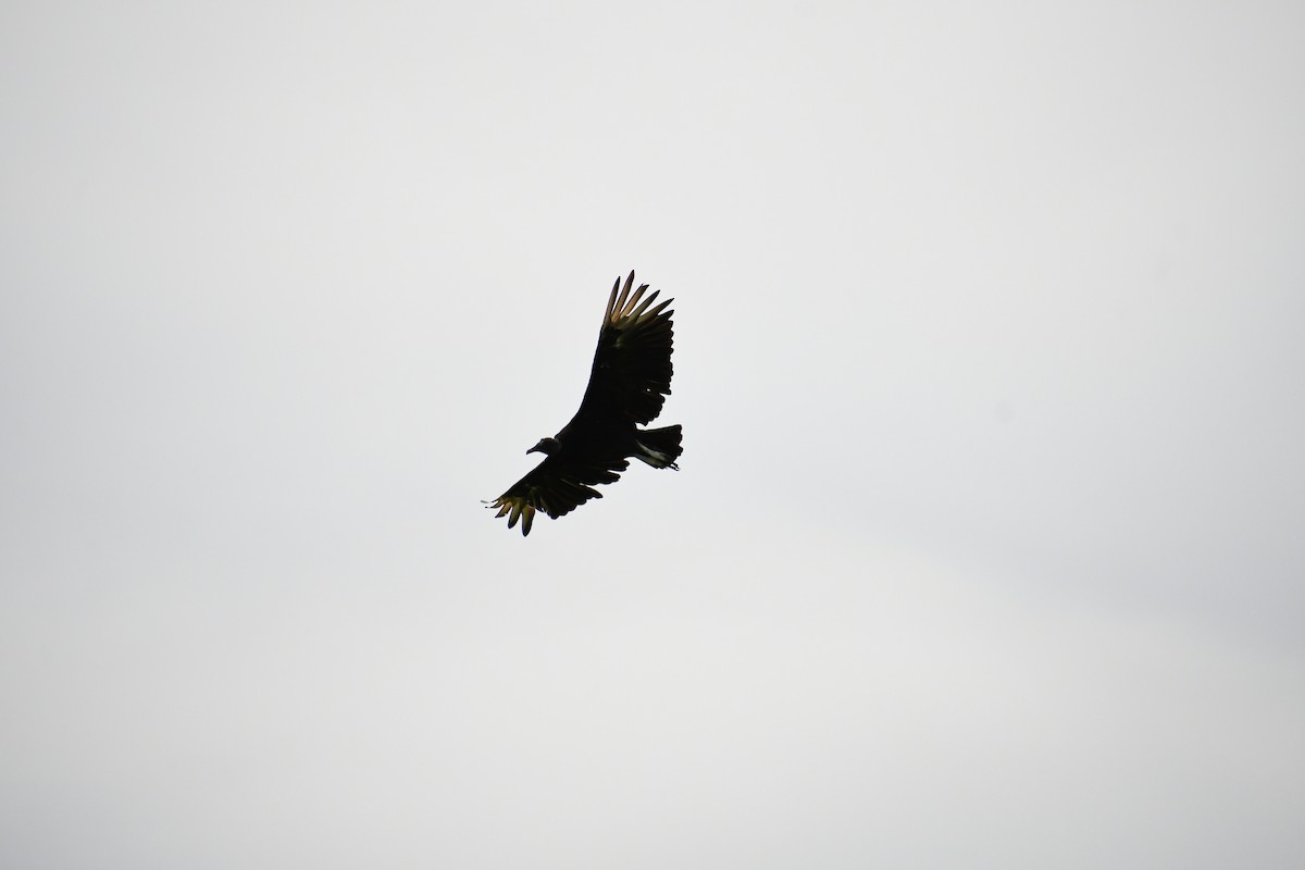 Black Vulture - ML637633010