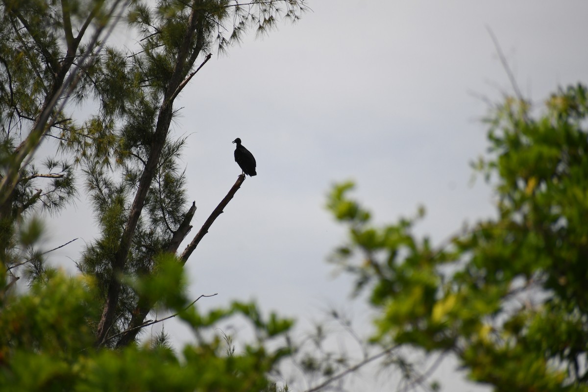 Black Vulture - ML637633013