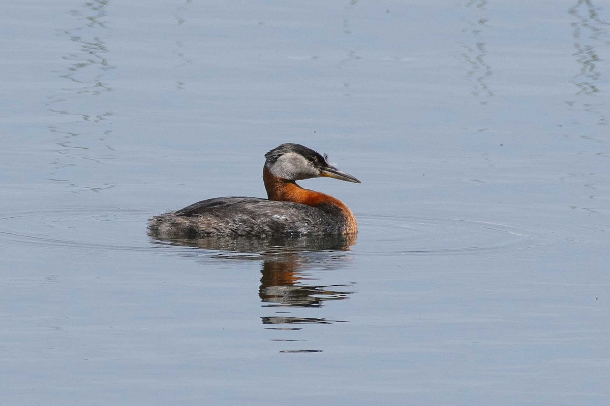 Red-necked Grebe - ML637633014