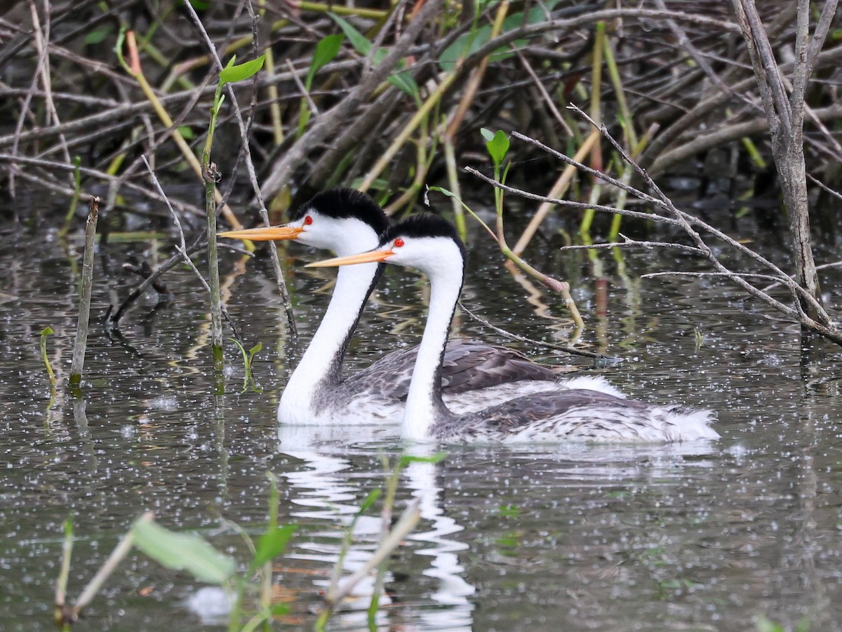 Clark's Grebe - ML637633016