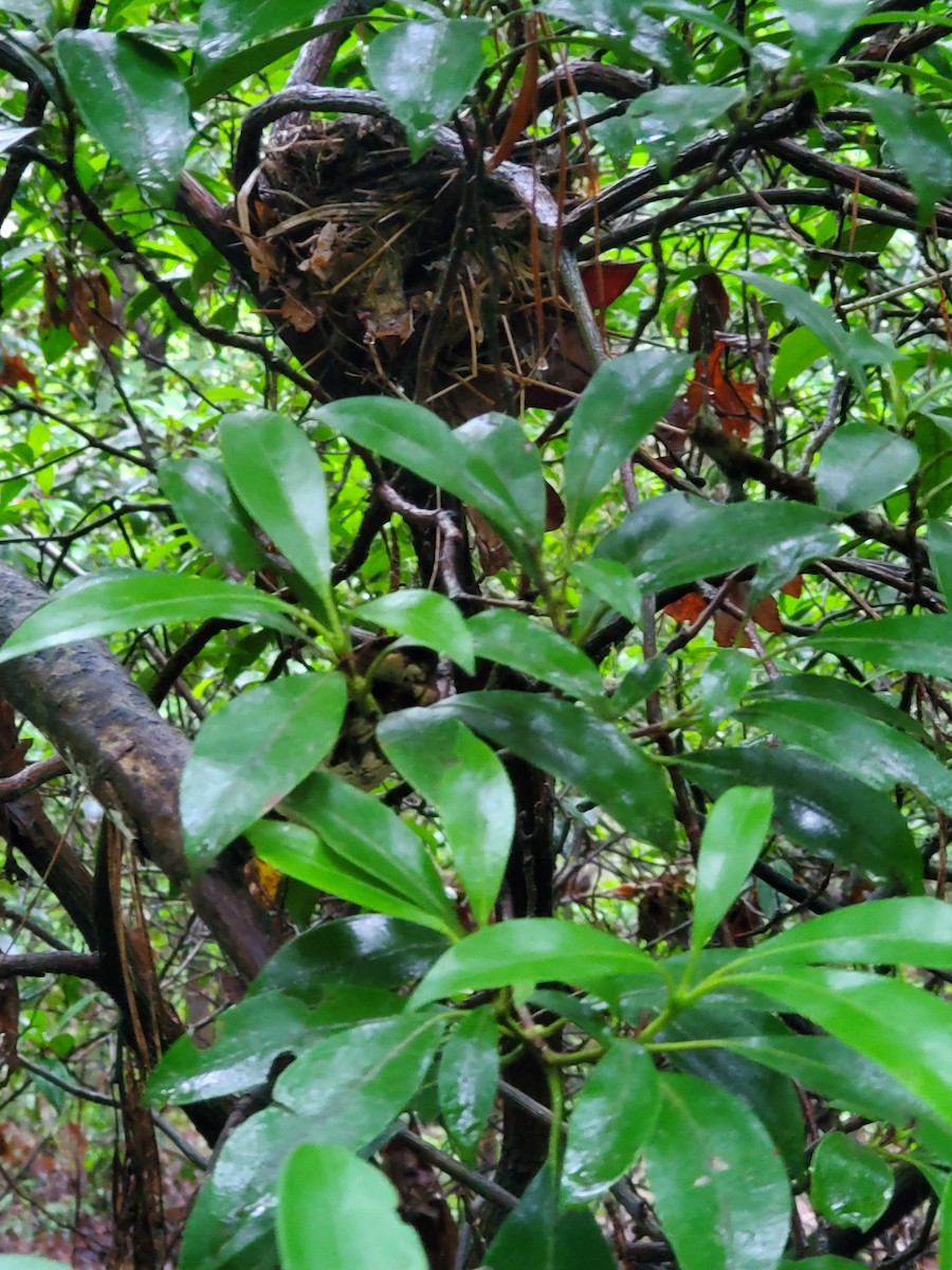 Wood Thrush - ML637633036