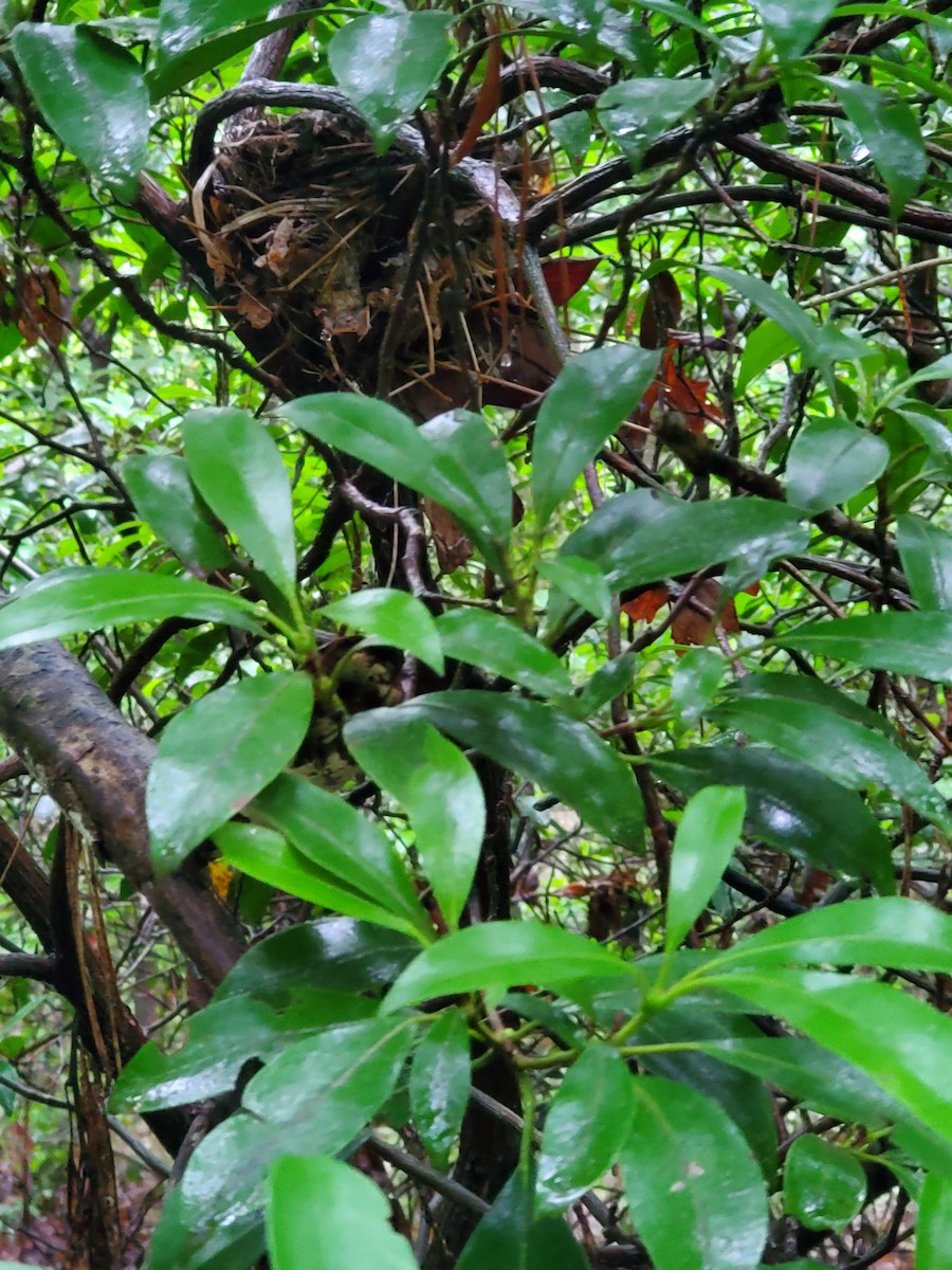 Wood Thrush - ML637633037