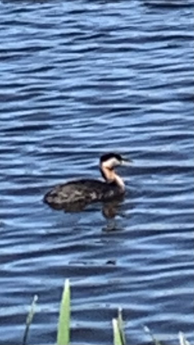Red-necked Grebe - ML637633040