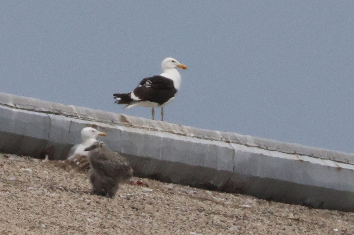 Kelp Gull - ML637633060