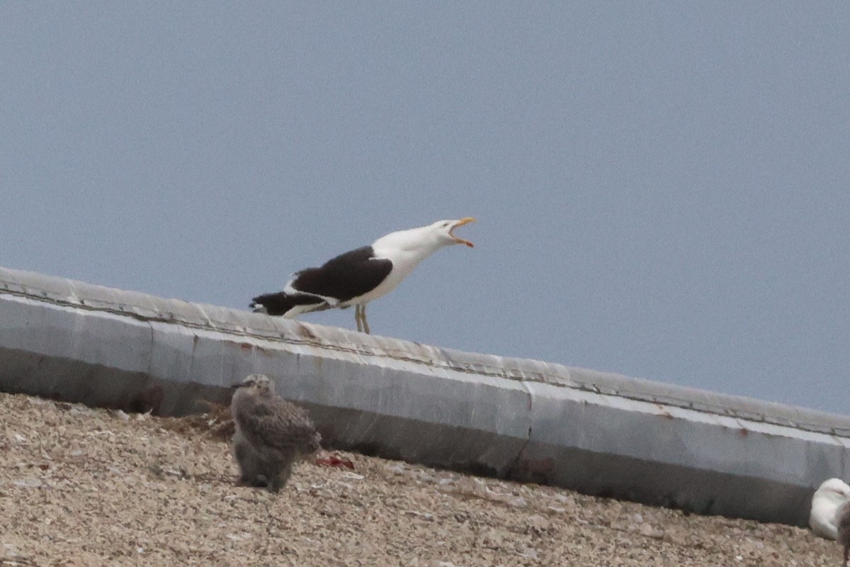 Kelp Gull - ML637633061