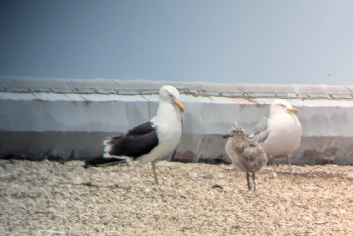 Kelp Gull - ML637633063