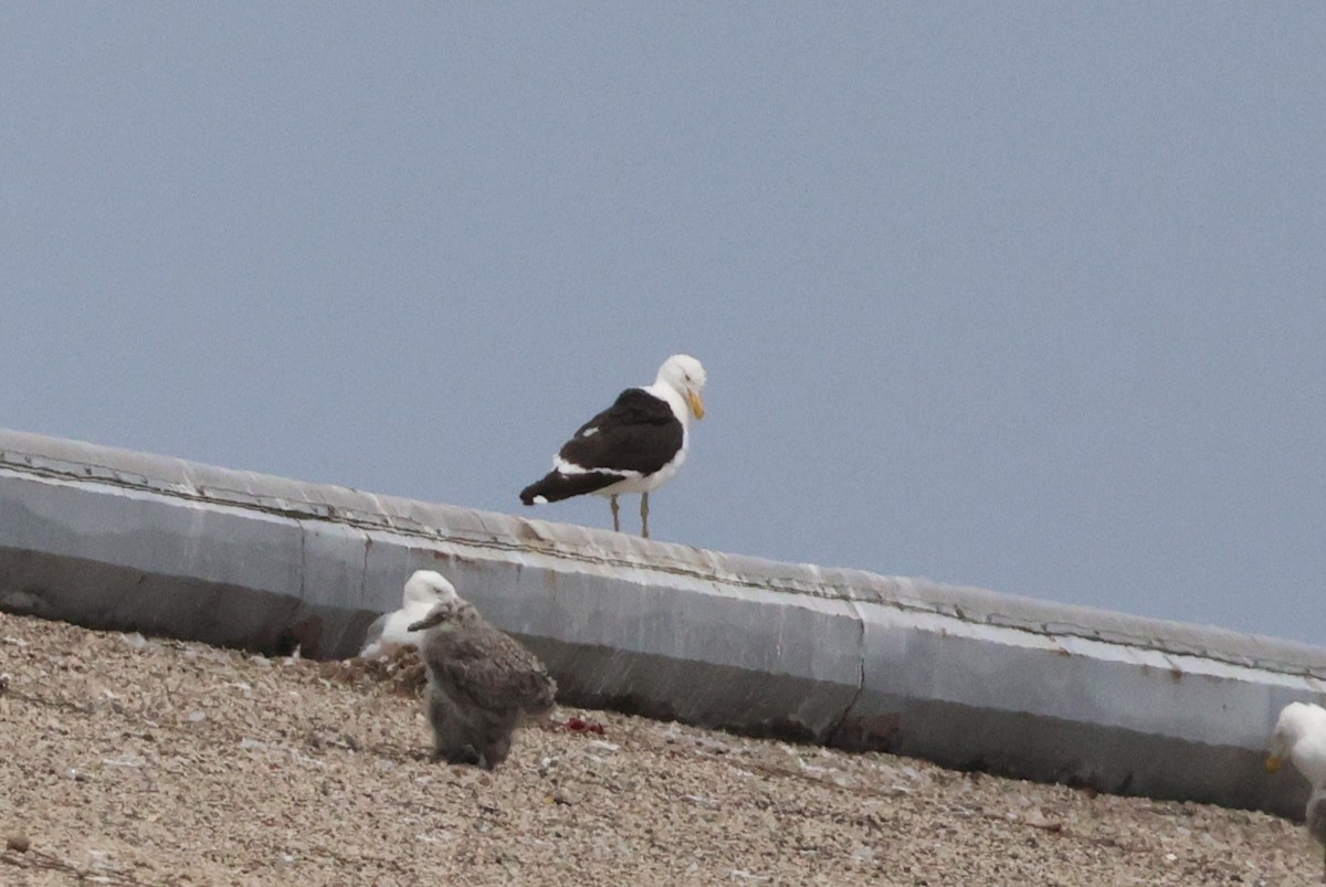 Kelp Gull - ML637633064