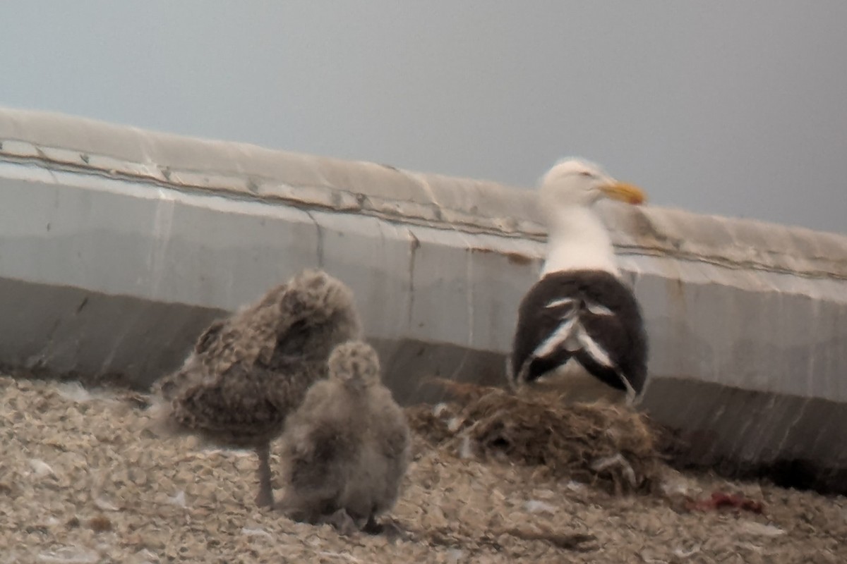 Kelp Gull - ML637633065