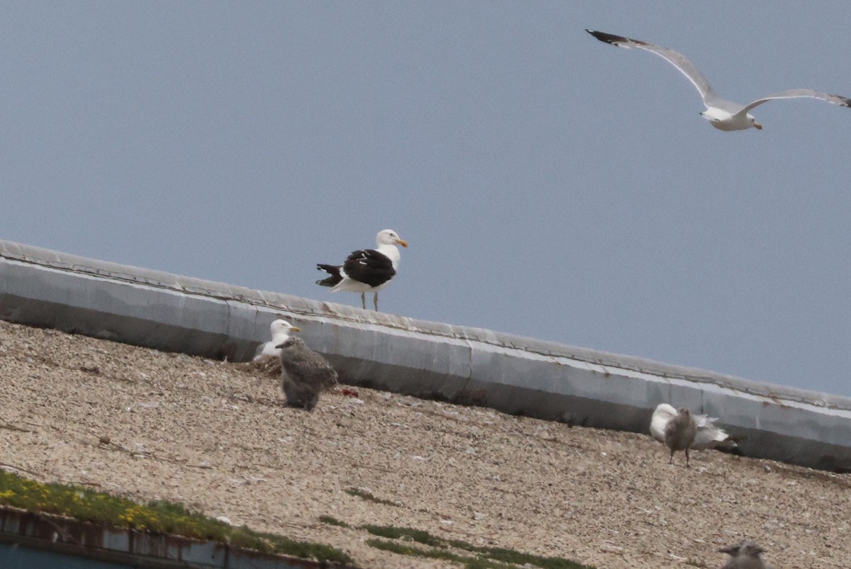 Kelp Gull - ML637633066