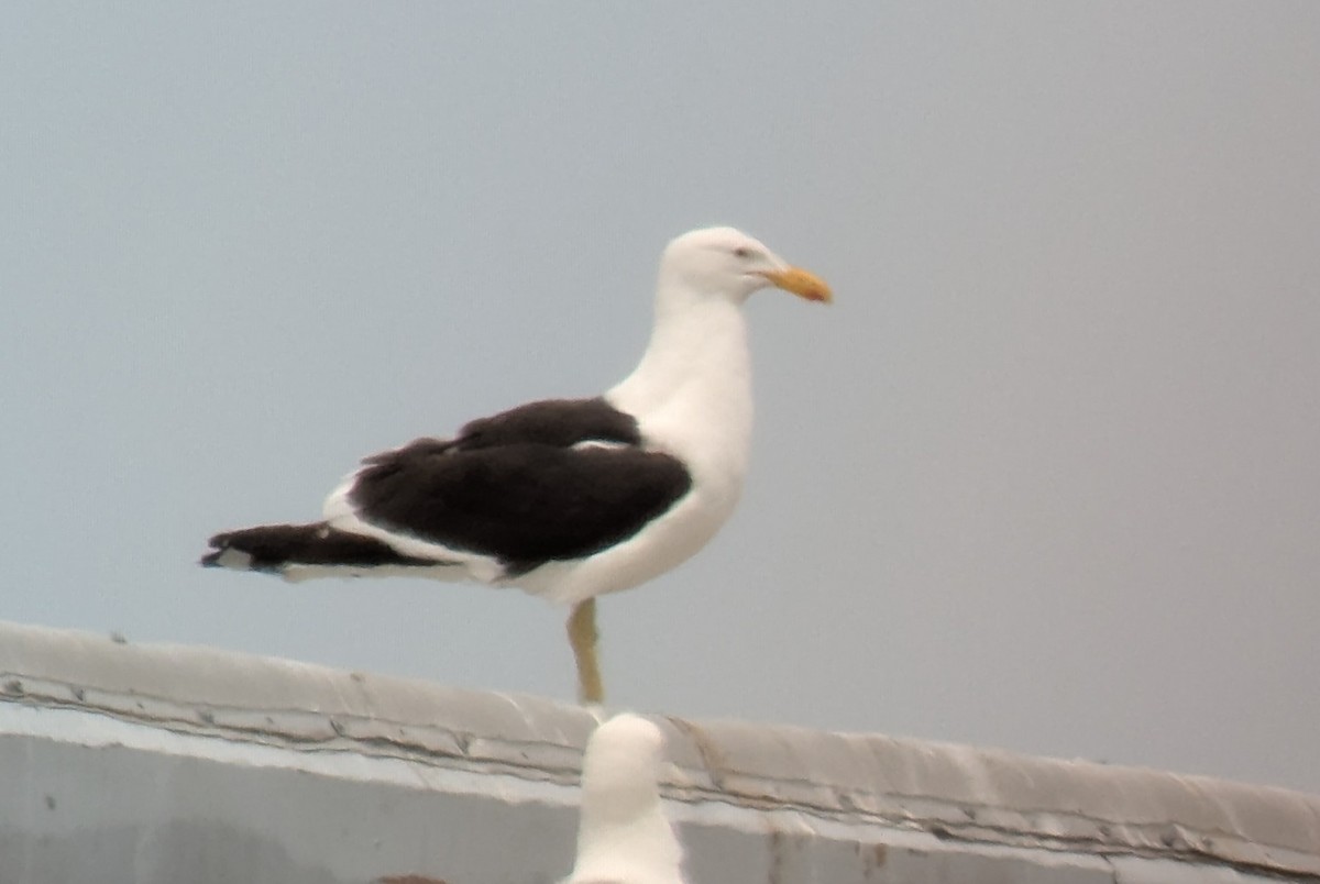 Kelp Gull - ML637633067