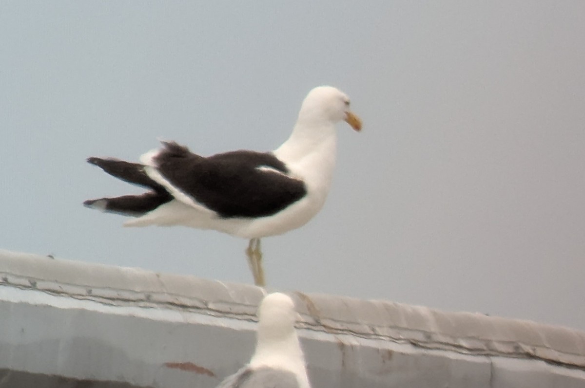 Kelp Gull - ML637633068