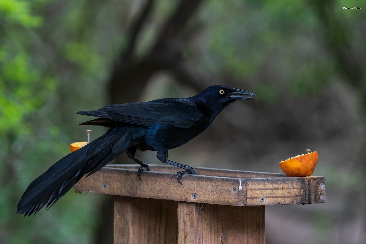 Great-tailed Grackle - ML637633073