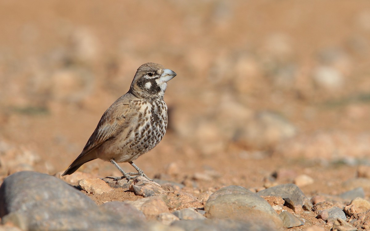 Thick-billed Lark - Christoph Moning