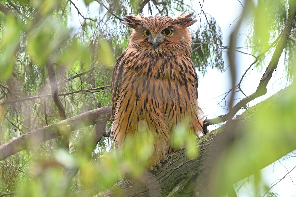 Tawny Fish-Owl - ML637633120