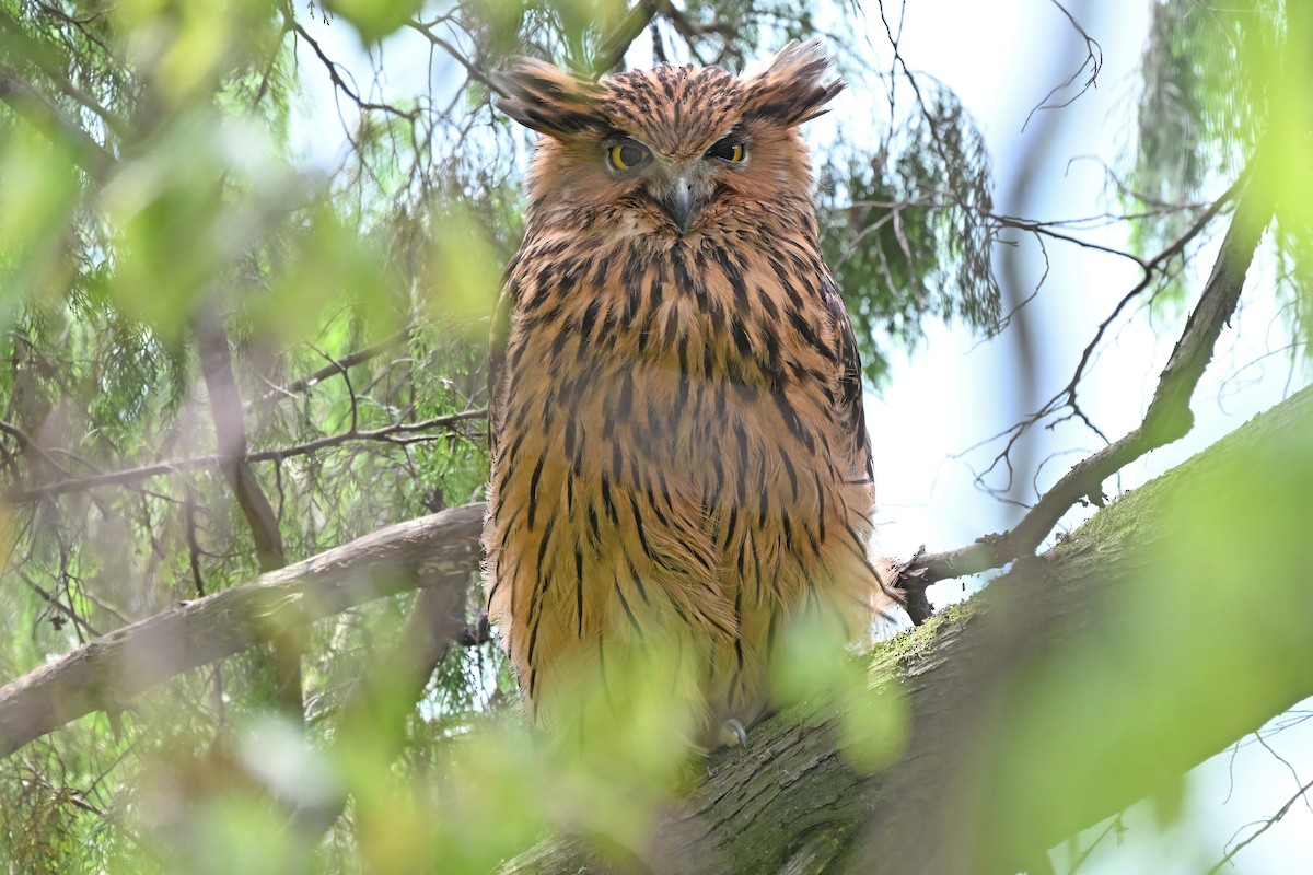 Tawny Fish-Owl - ML637633121