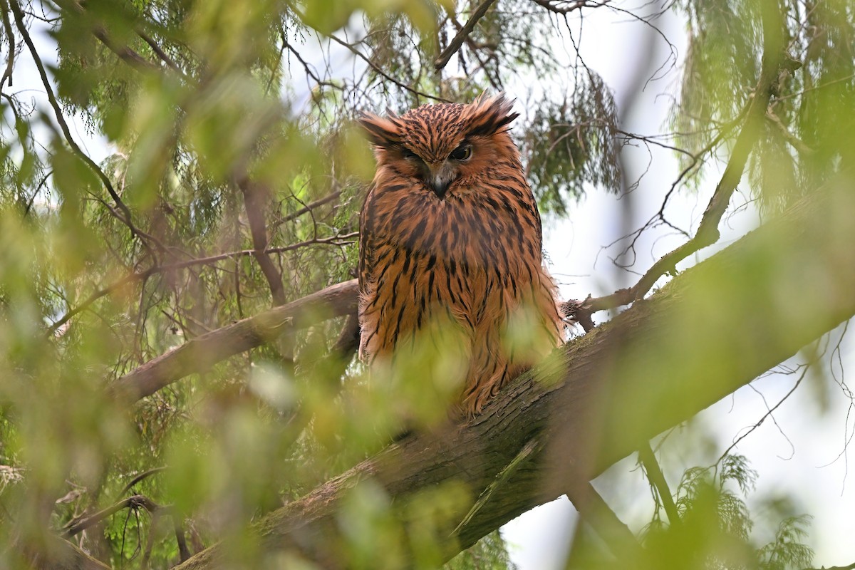 Tawny Fish-Owl - ML637633122