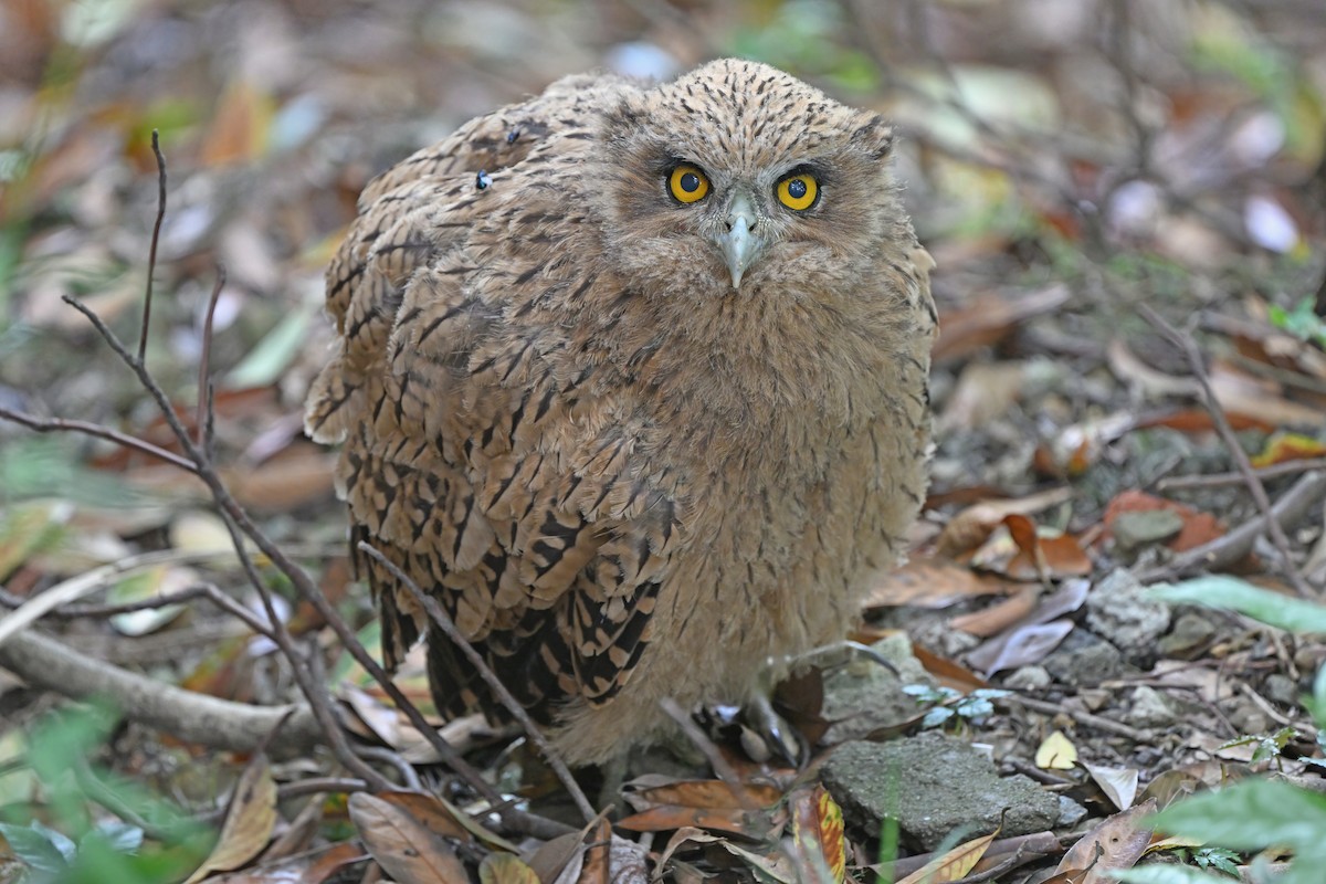 Tawny Fish-Owl - ML637633123