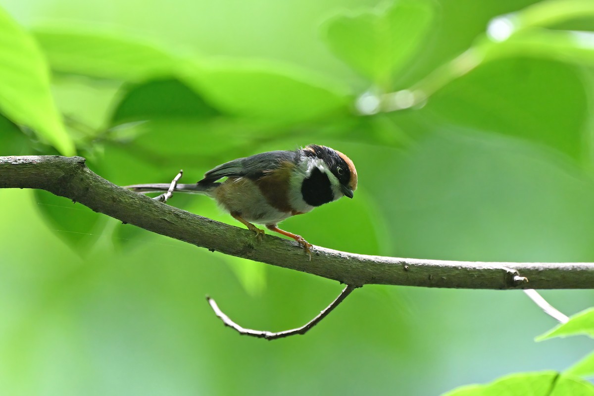 Black-throated Tit - ML637633139