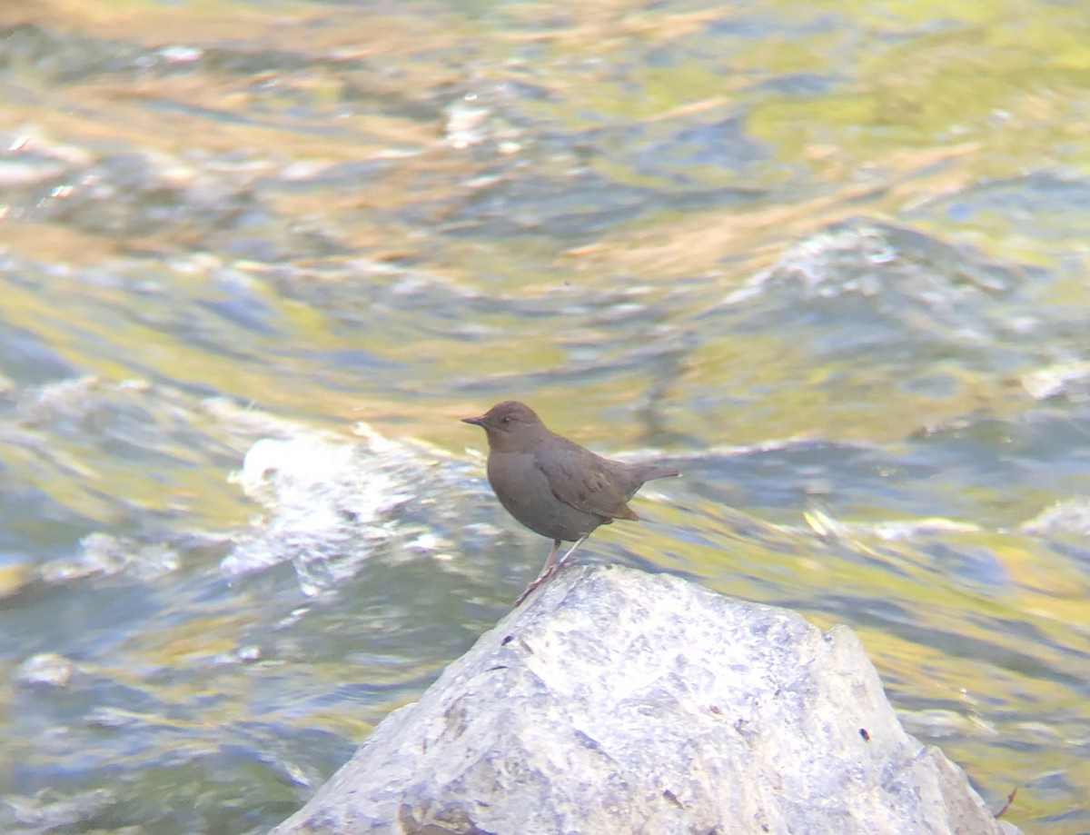 American Dipper - ML637633141