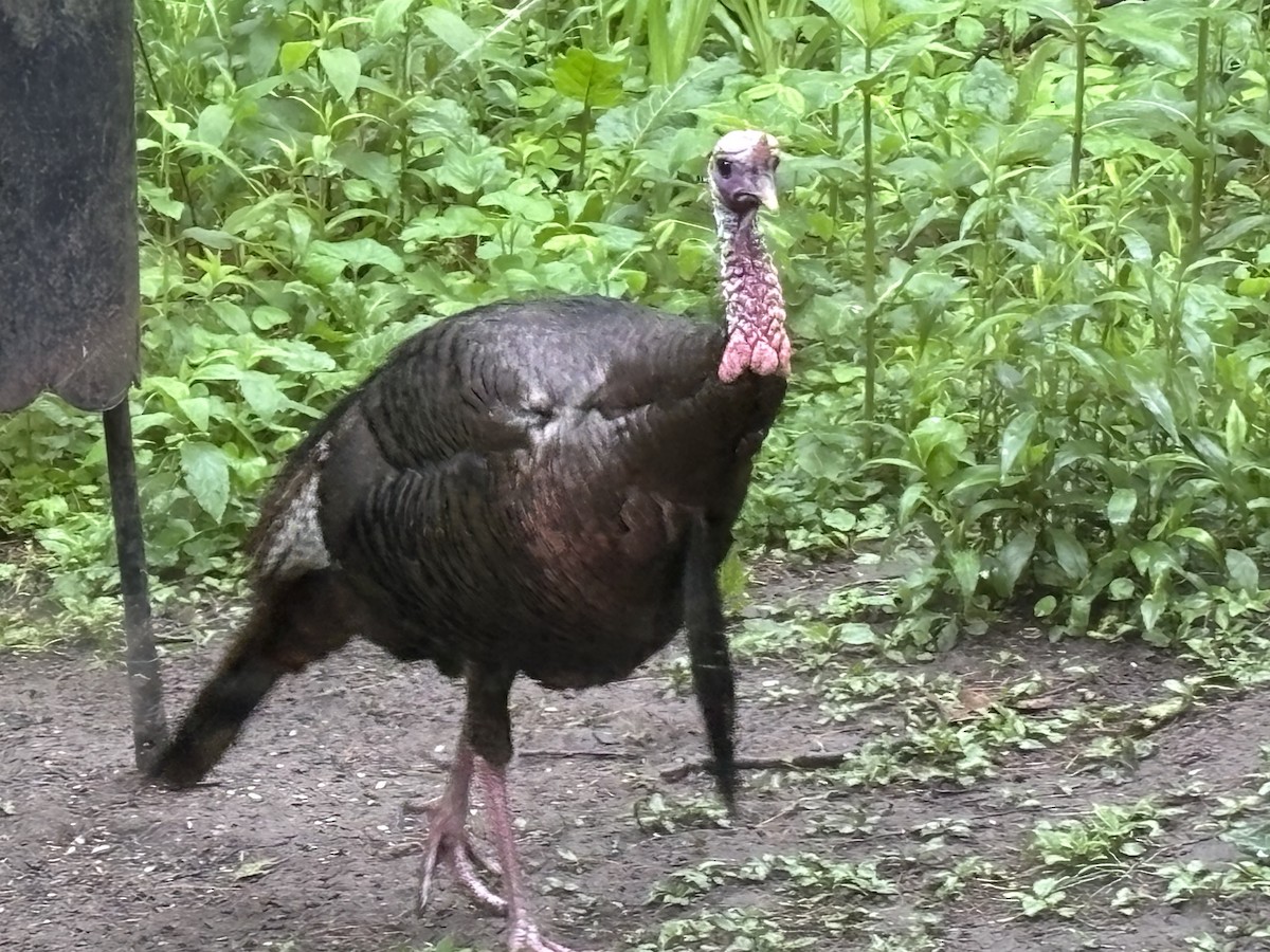 krocan divoký - ML637633182