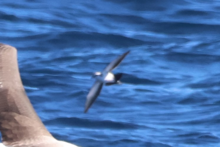 White-faced Storm-Petrel - ML637633197