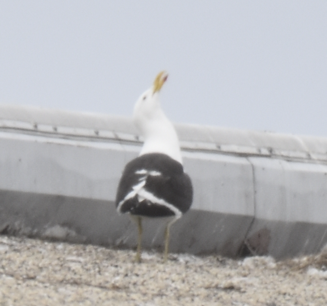 Kelp Gull - ML637633220