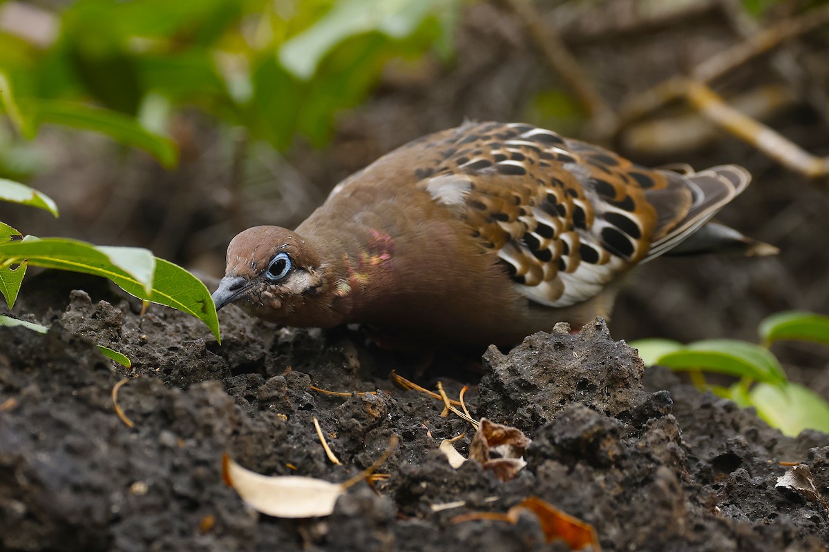 Galapagos Dove - ML637633224