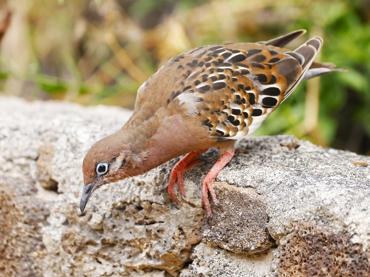 Galapagos Dove - ML637633225
