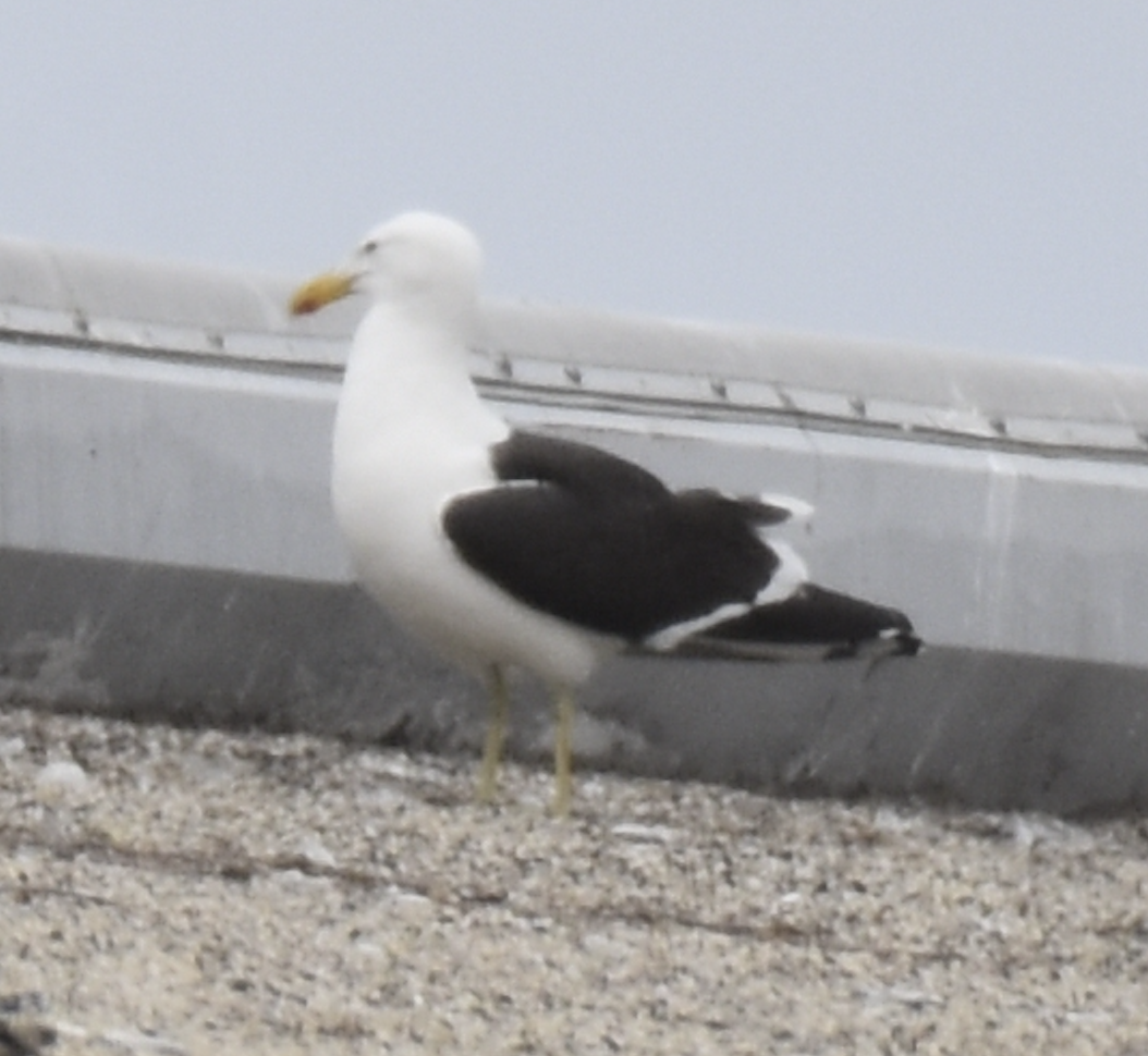 Kelp Gull - ML637633226