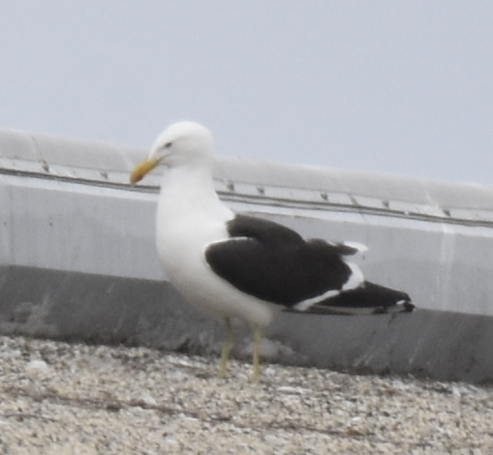 Kelp Gull - ML637633231
