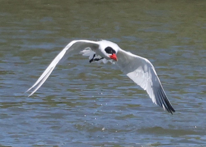 Caspian Tern - ML637633234