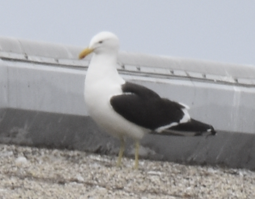 Kelp Gull - ML637633236