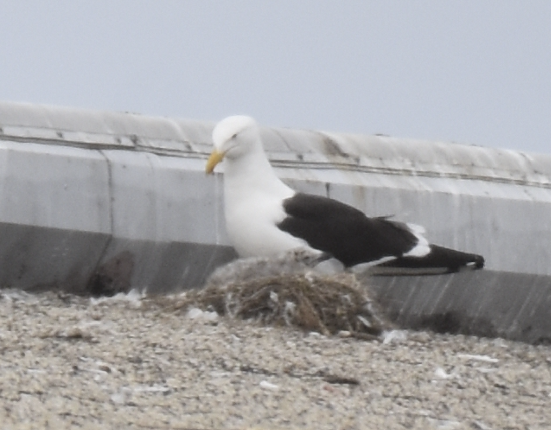 Kelp Gull - ML637633252