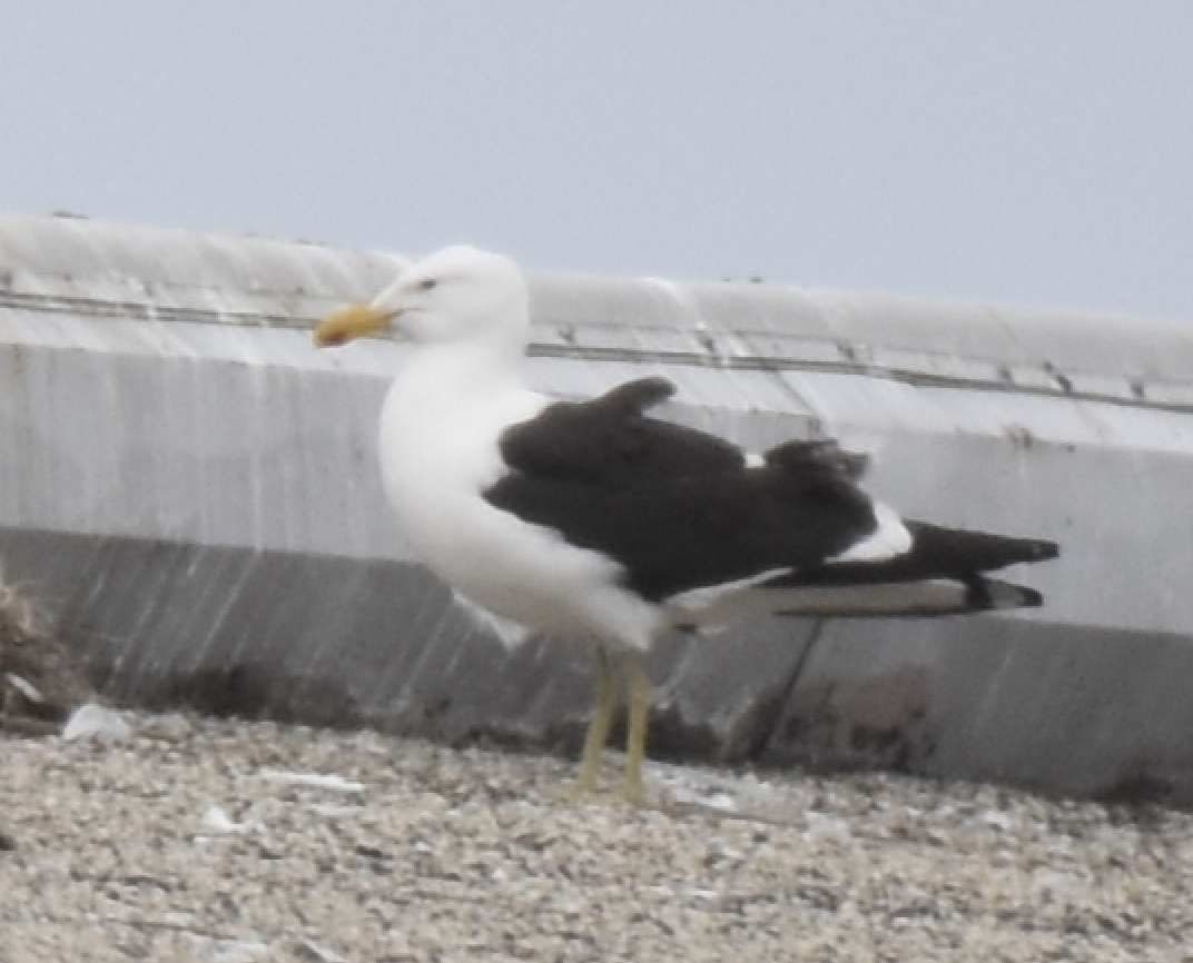 Kelp Gull - ML637633261