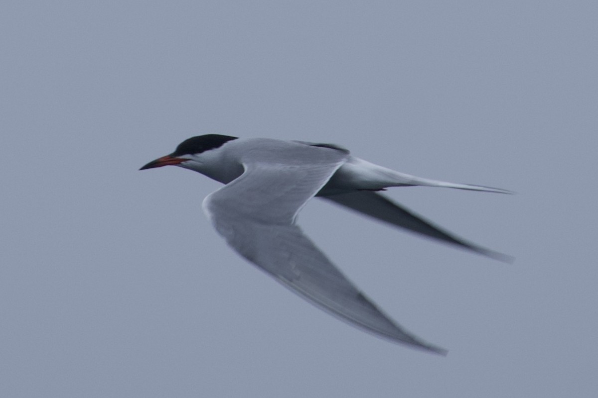 Common Tern - ML637633292