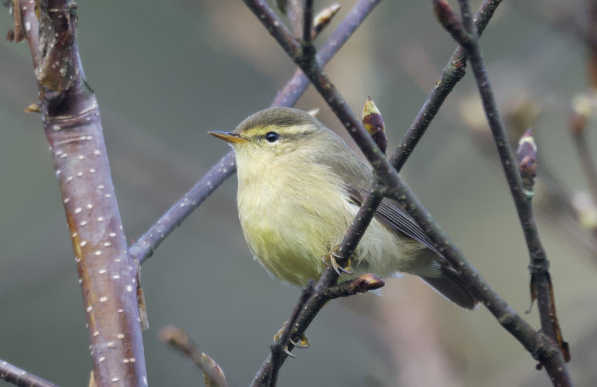 Tickell's Leaf Warbler (Tickell's) - ML637633294