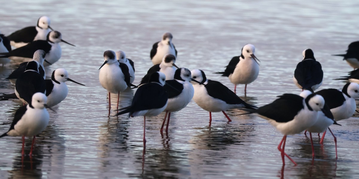 Pied Stilt - ML637633342
