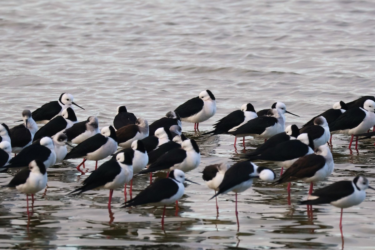 Pied Stilt - ML637633344