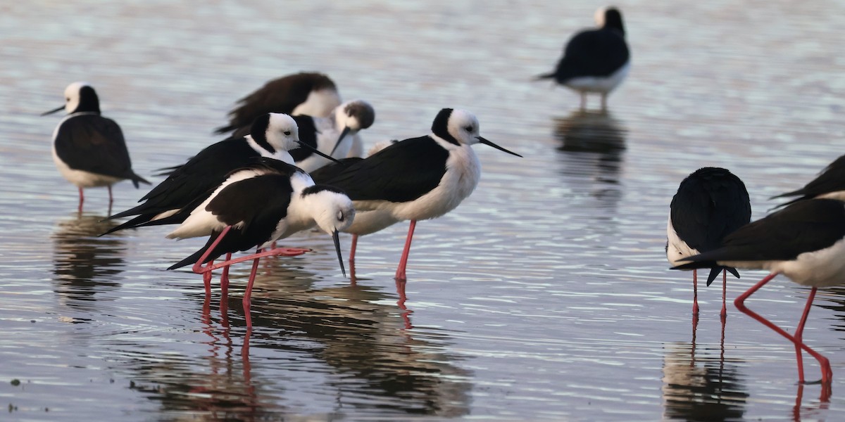 Pied Stilt - ML637633345