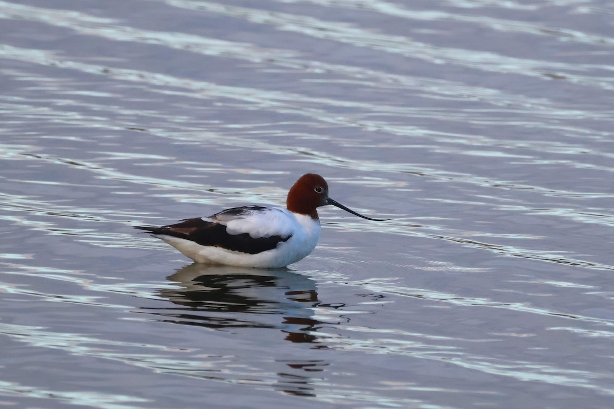 Red-necked Avocet - ML637633358