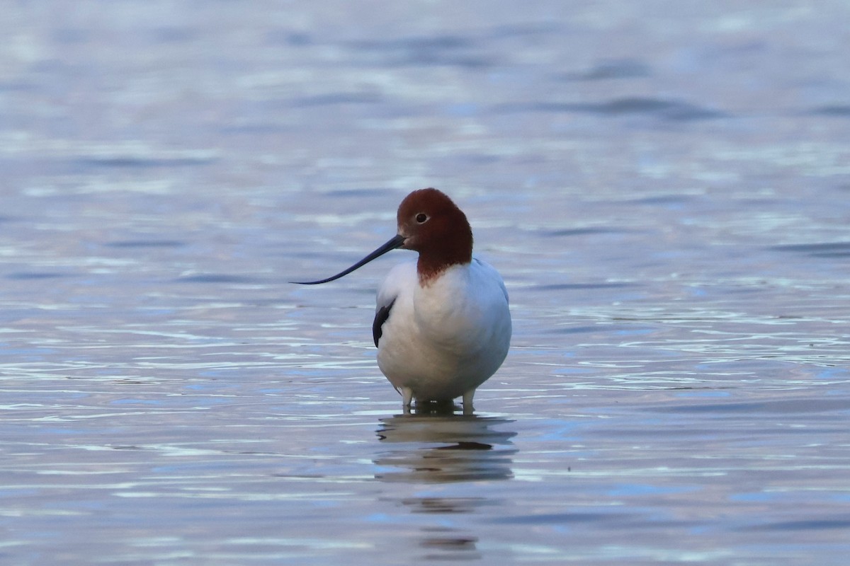 Red-necked Avocet - ML637633359