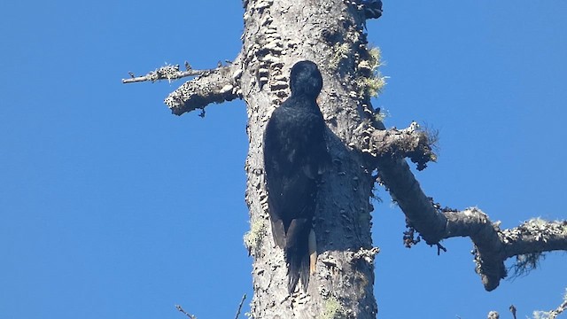 Black-backed Woodpecker - ML637633367