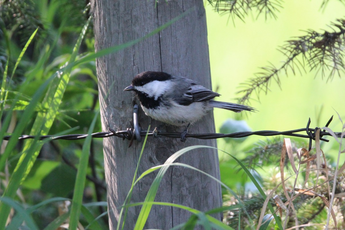 Black-capped Chickadee - ML637633389