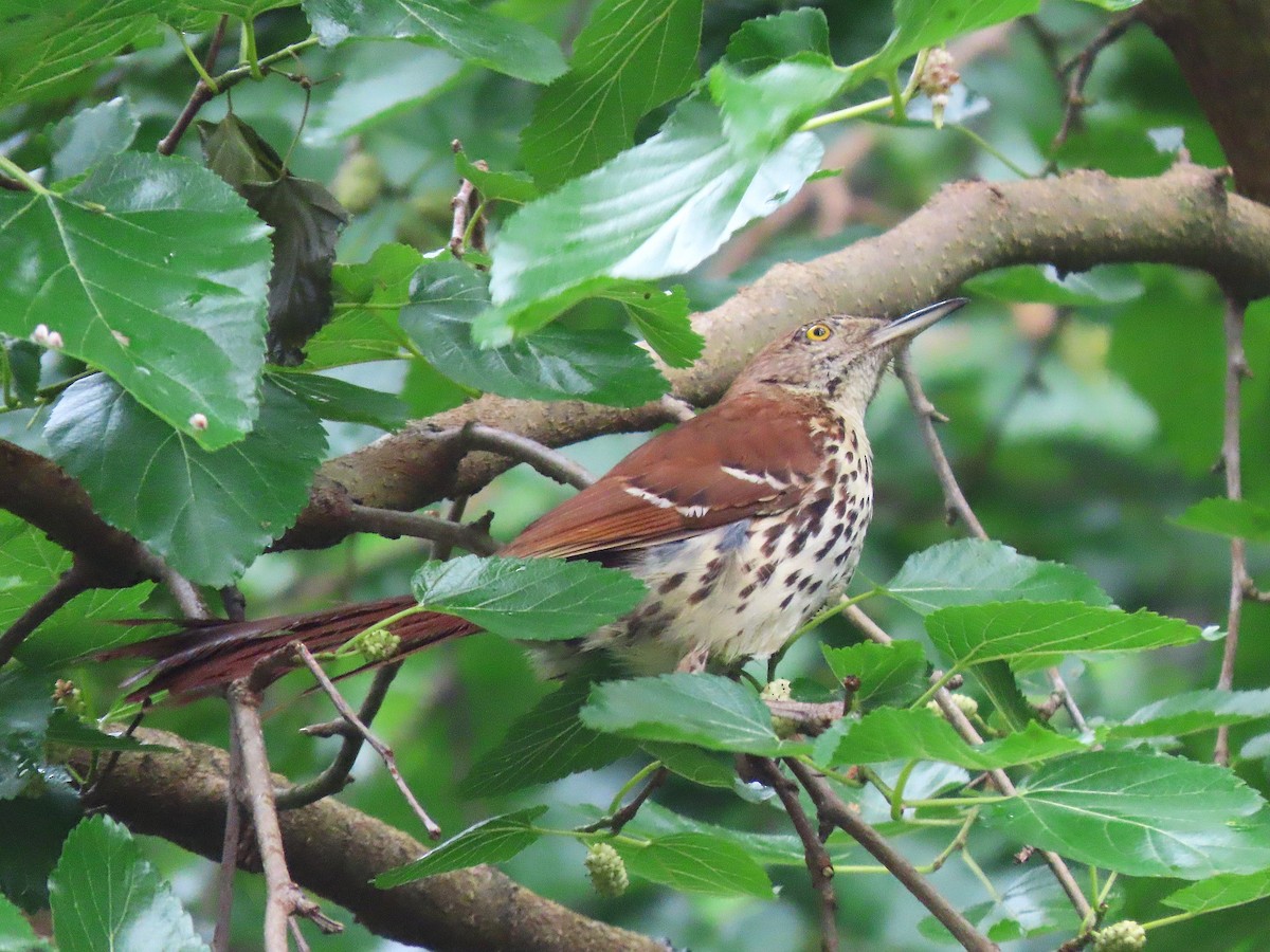 Brown Thrasher - ML637633434