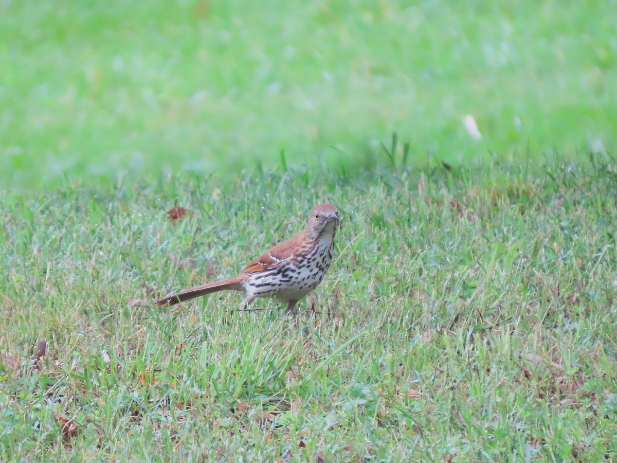 Brown Thrasher - ML637633435