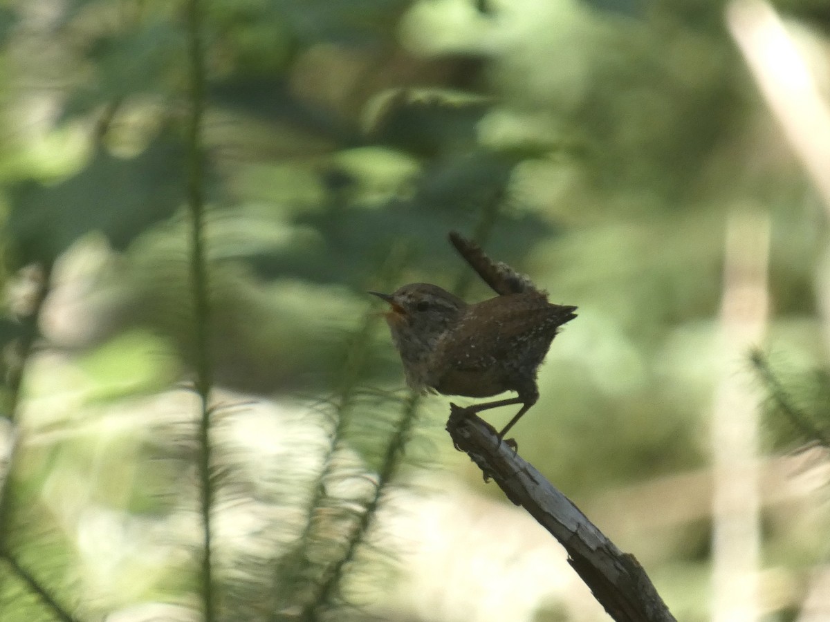 Winter Wren - ML637633446