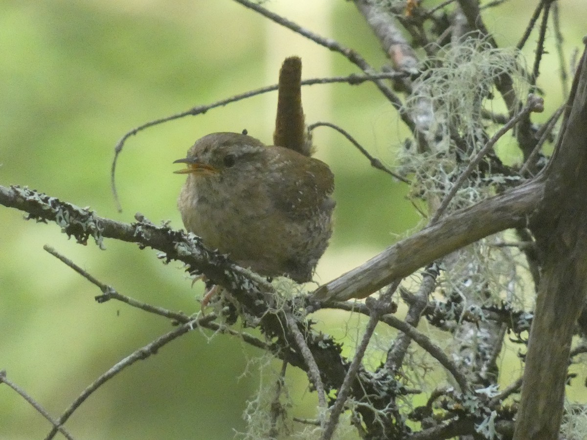 Winter Wren - ML637633447