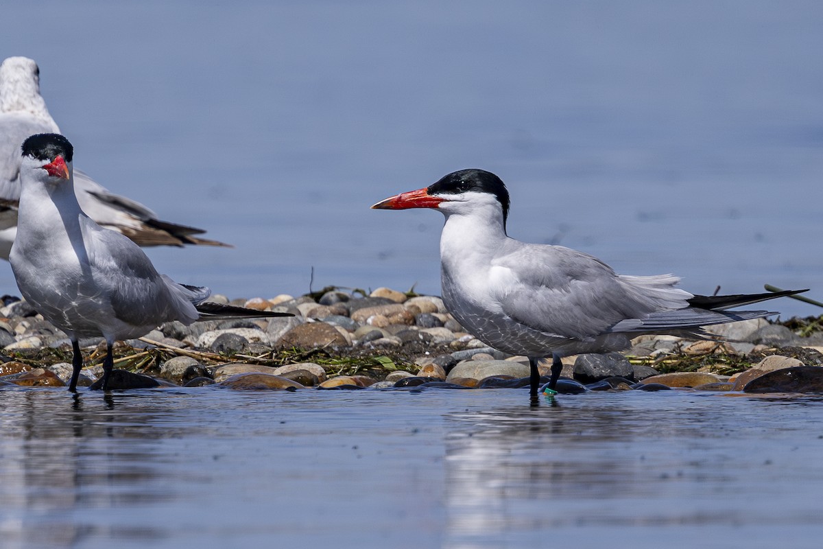 Caspian Tern - ML637633479