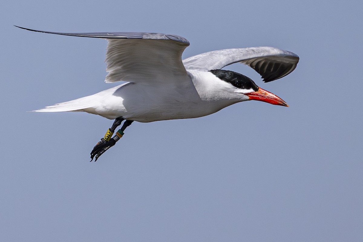 Caspian Tern - ML637633481