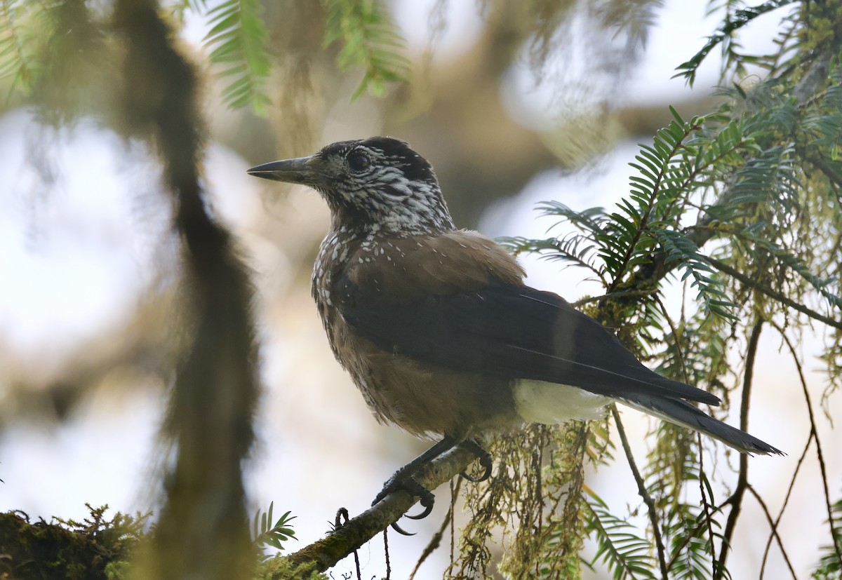 Southern Nutcracker - ML637633493